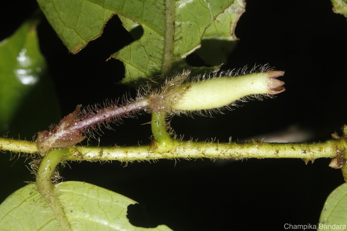 Symplocos pulchra subsp. hispidula (Thwaites) Noot.
